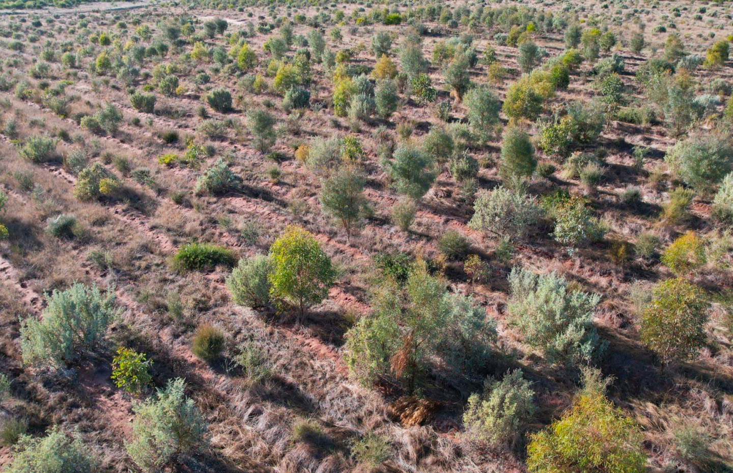 Tree planting initiative-1